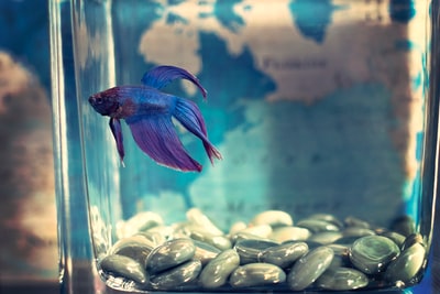 蓝色和紫色古比鱼鱼游泳水族馆
